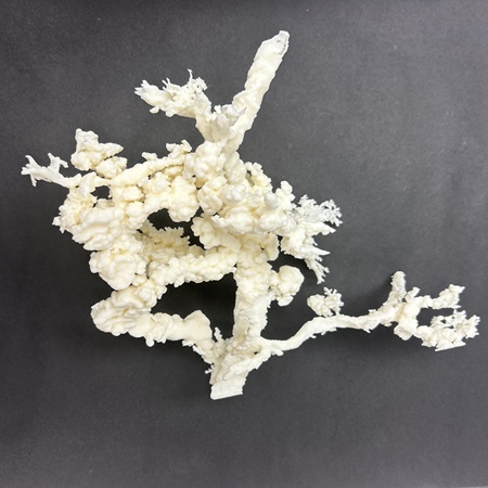 Image: A 3D printed model of precancerous pancreatic lesions called PanINs found in histology images (Photo courtesy of Ashley Kiemen)